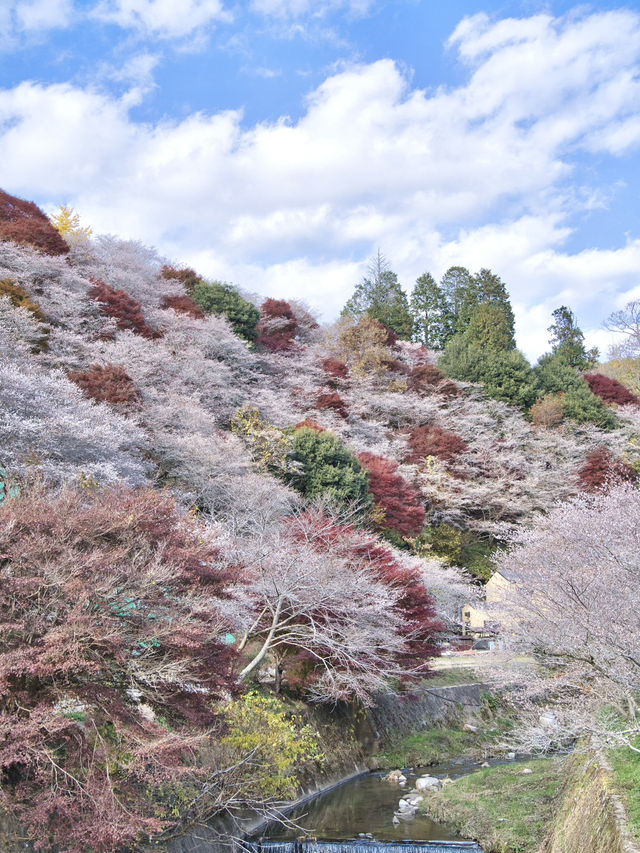 【ここ行って】秋に桜が見られる⁉️全国でも珍しい「紅葉×桜」の本場🌸🍁