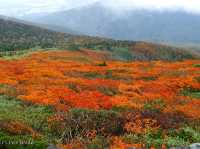 【岩手県】陸奥の紅葉絨毯の山！三ツ石山