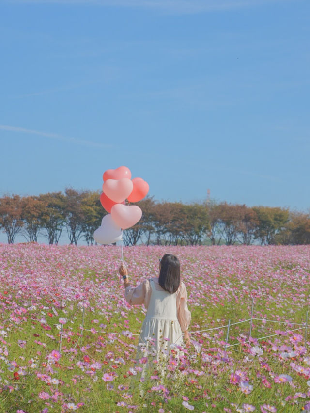 너무 행복했던 나의 분홍 빛 가을💖🌸🦄🎀