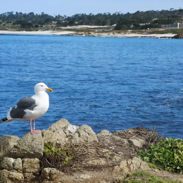 Discover the Splendid View of 17 miles drive at California