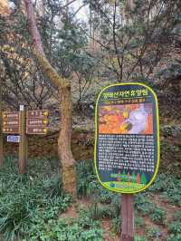 현실감없이 아름다운 가을여행 탑티어🍁