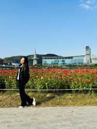 엑스포 수상공원 코스모스 군락지에서 가을 인생샷 