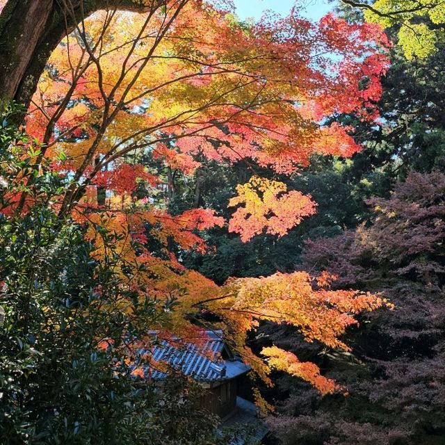 健行書寫山，沐浴於迷人的楓紅景緻。
