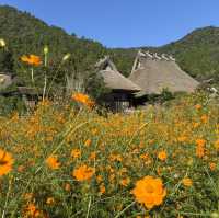 Miyama folk museum (Thatched-roof houses)