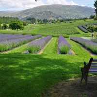 Serenity in Bloom: A Solo Escape to Wanaka Lavender Farm