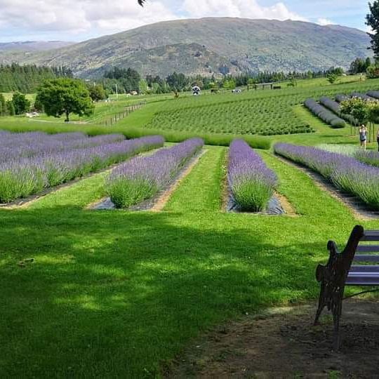 Serenity in Bloom: A Solo Escape to Wanaka Lavender Farm