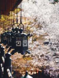 【春の談山神社】奈良の桜と歴史の絶景を満喫！