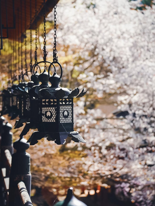 【春の談山神社】奈良の桜と歴史の絶景を満喫！