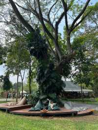 🌳 Assana Cafe เขาใหญ่ 🌳 บรรยากาศดีมาก
