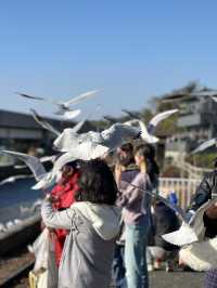 【浜松 冬の旅】 ユリカモメ舞う駅   おびただしい数にびっくり！ピークは1月下旬～2月