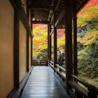 京都へ行こう！京都の紅葉【永観堂】🍁