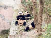 Chengdu Research Base of Giant Panda