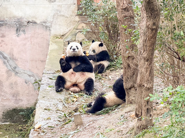 Chengdu Research Base of Giant Panda