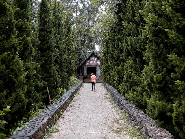 เพลิดเพลินไปกับสัตว์สุดน่ารักที่ Alpaca Hill 🐩🪿