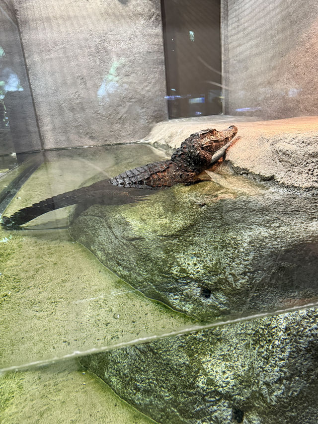新感覚の水族館 DMMかりゆし水族館 【豊見城】