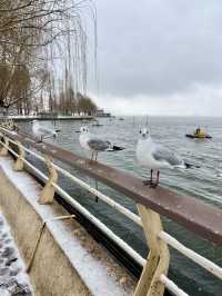 🥰☃️白雪浪漫～昆明滇池必去海埂公園🕊️🌊