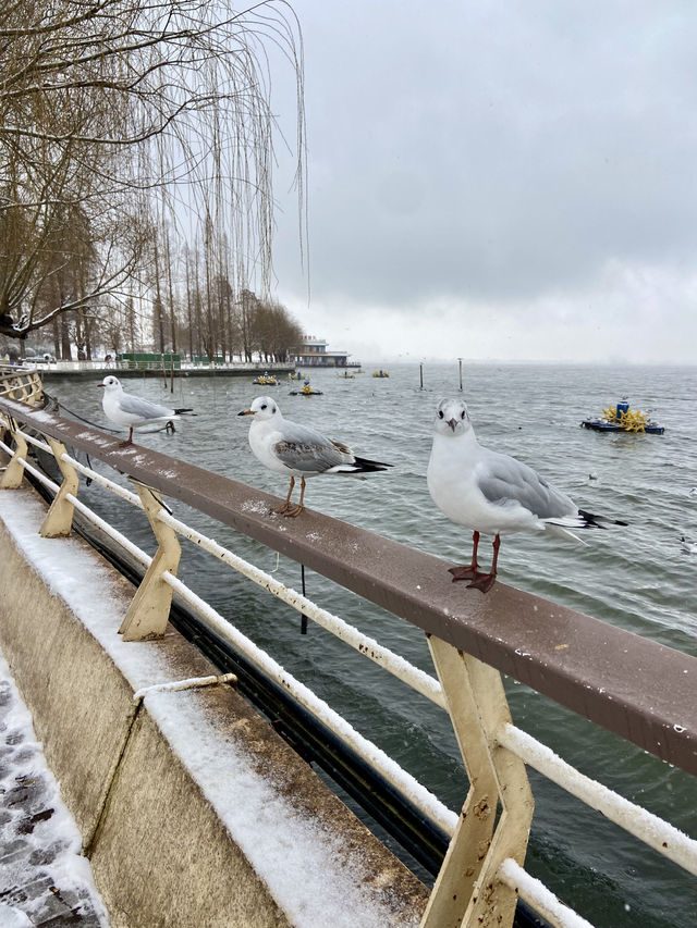 🥰☃️白雪浪漫～昆明滇池必去海埂公園🕊️🌊