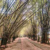 Have you ever been in this Bamboo Forest?