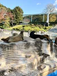 東山動物植物園-紅葉與動物構成和諧，而且美麗的景色
