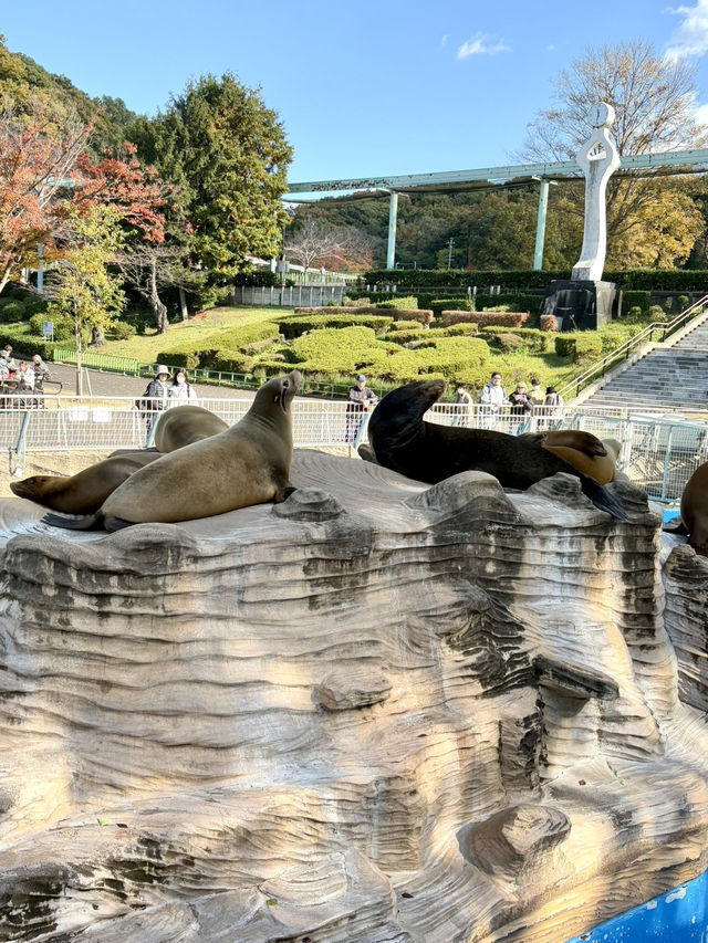 東山動物植物園-紅葉與動物構成和諧，而且美麗的景色