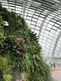 Cloud Forest