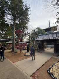 Gotokuji Temple 😸 วัดแมวกวักนำโชคในโตเกียว