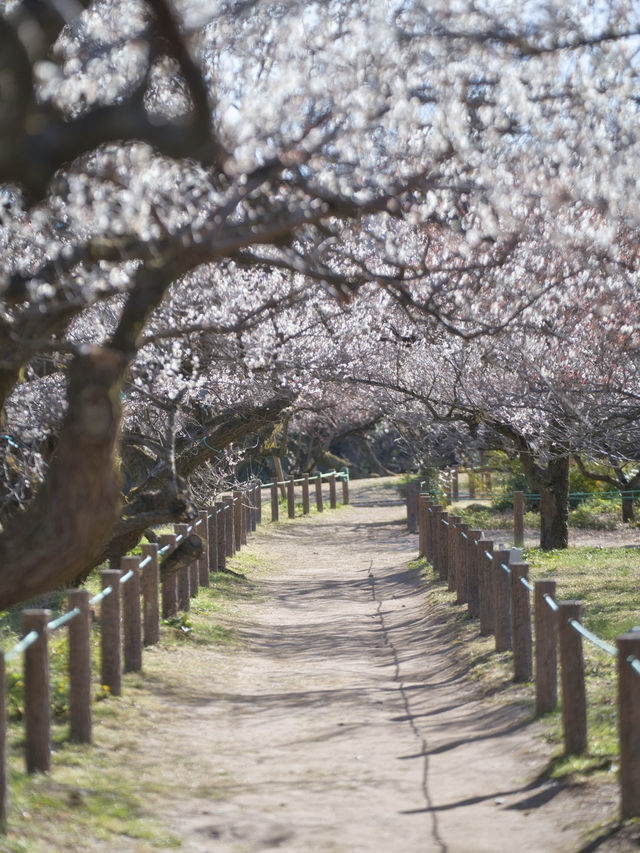 【埼玉】関東三大梅林‼️SLに乗って梅林の中を回れる⁉️ 