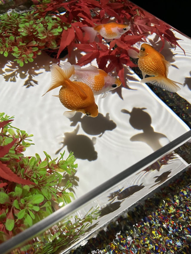🇯🇵 東京裡藝術館和水族館合壁的地方