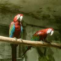 廣州動物園-市中心的動物世界