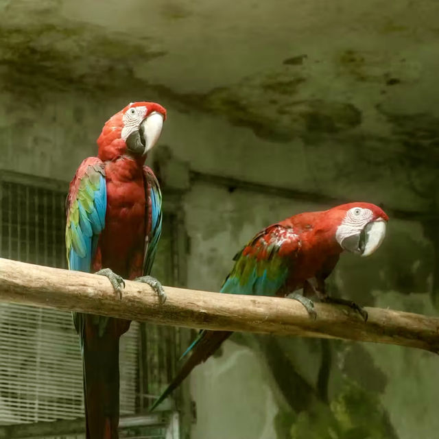 廣州動物園-市中心的動物世界