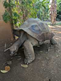 ノシベのLemuria Land