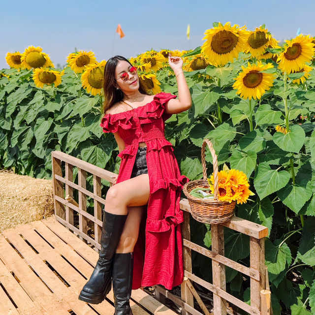 ทุ่งดอกไม้ที่สวยที่สุดในสระแก้ว บ้านสวนอนุสรณ์