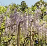 【奈良県】 我が国最古の万葉植物園　藤を見に行こう🍇
