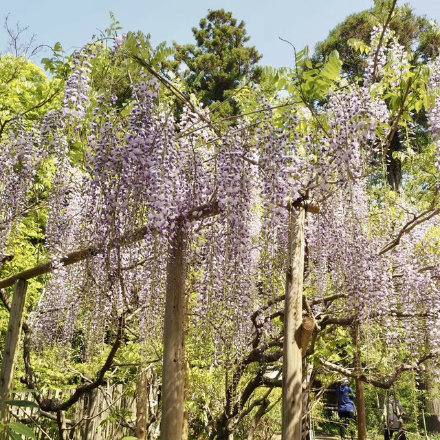 【奈良県】 我が国最古の万葉植物園　藤を見に行こう🍇