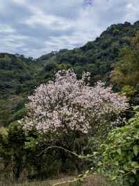 春季瘋狂追櫻，不要讓木棉花寂寞的淡水楓樹湖步道