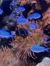 Must-visit places in Cairns Aquarium