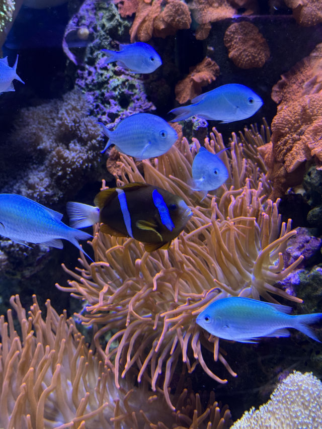 Must-visit places in Cairns Aquarium
