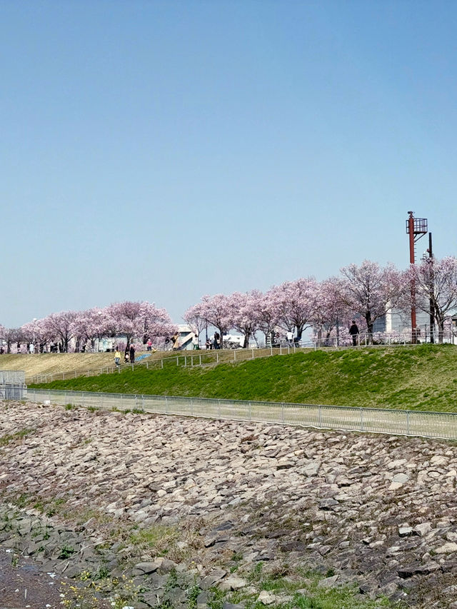 私房景點！大阪狹山池公園的櫻花絕景🌸