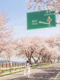 벚꽃 시즌 가야할 남해 여행코스 🌸💛 