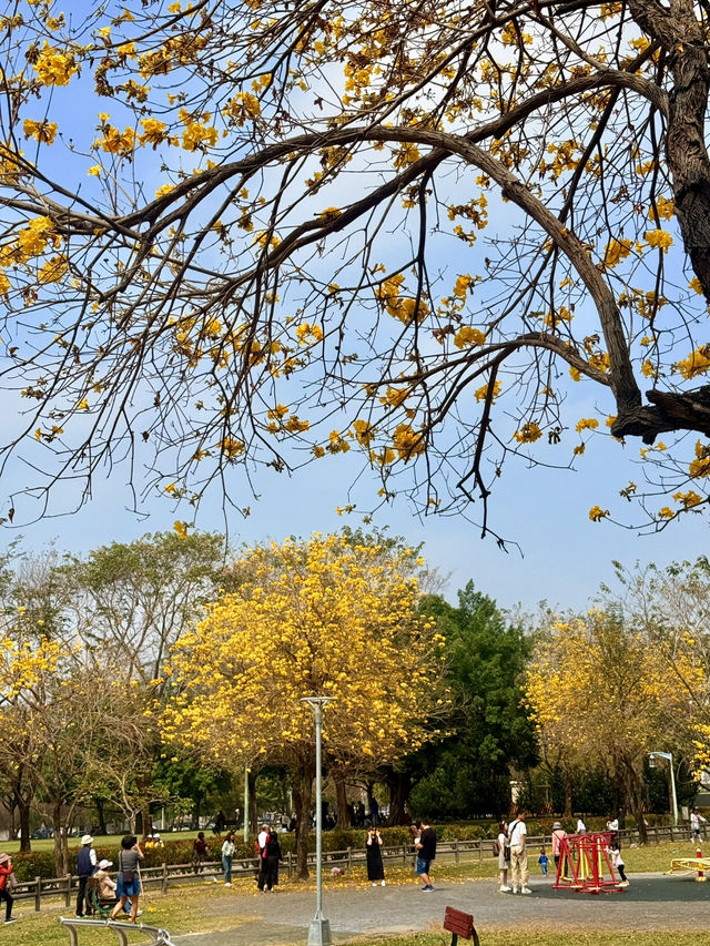台中｜灑滿天際的金黃 台中廍子公園黃花風鈴木滿開