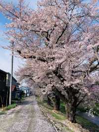ซากุระที่ Kanonji River ฟุกุชิมะ ไม่ควรพลาด