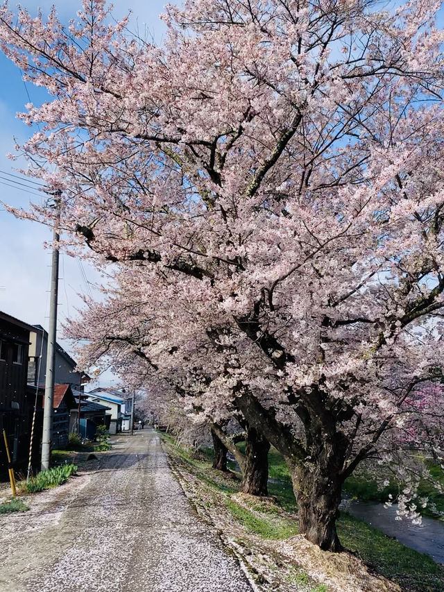ซากุระที่ Kanonji River ฟุกุชิมะ ไม่ควรพลาด