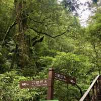 拉拉山賞神木、櫻花及巴陵新舊橋一日放風遊