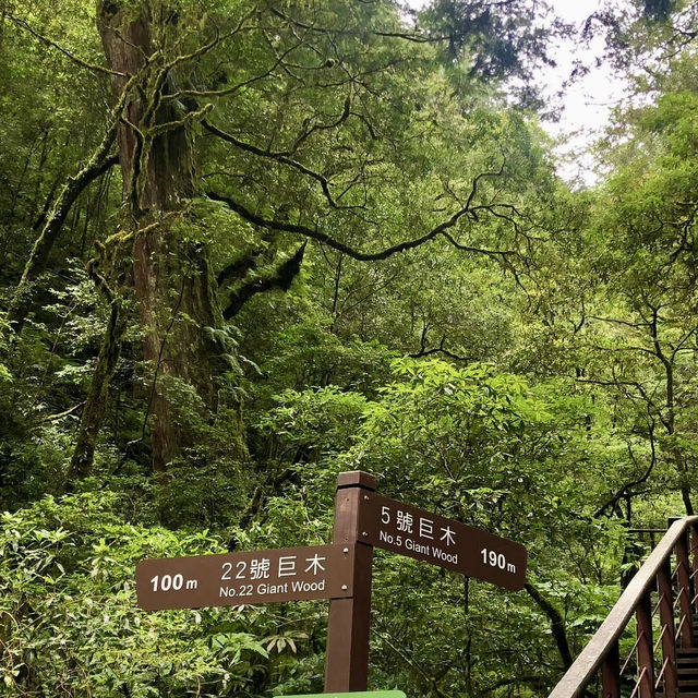 拉拉山賞神木、櫻花及巴陵新舊橋一日放風遊