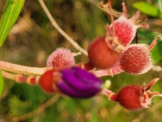 東勢林場是闔家出遊的好去處