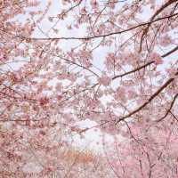 清鎮櫻花園•夢幻櫻花大道