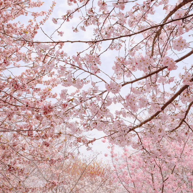 清鎮櫻花園•夢幻櫻花大道