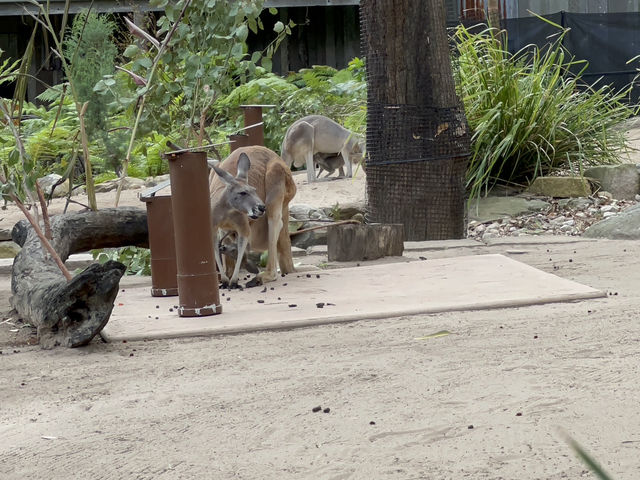 Taronga Zoo Sydney