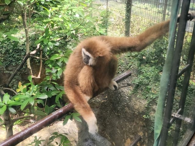 家族で楽しむ都心のリフレッシュポイント – 上野動物園で癒しのひととき