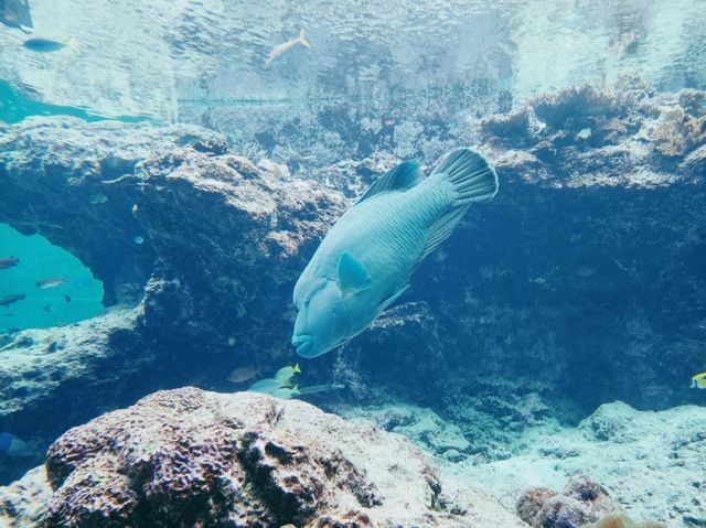 美麗海水族館🐋為了見鯨鯊一面一定要去